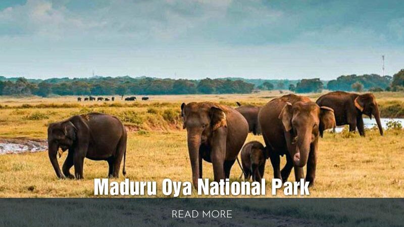 Maduru-Oya-National-Park-01